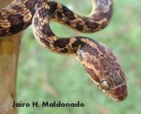 Image of: Leptodeira annulata