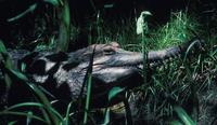 Image of: Tomistoma schlegelii (false gharial)