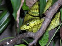 Dendroaspis angusticeps - Green Mamba