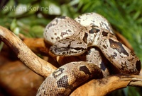 Acrantophis dumerili - Dumeril's Boa