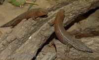 Egernia stokesii - Gidgee Skink