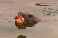 Hoan Kiem turtle (Rafetus swinhoei)