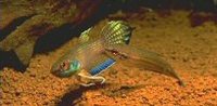 Betta balunga