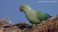 Rose-ringed Parakeet - Psittacula krameri