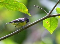 Palawan Tit - Parus amabilis