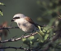 Red-backed Shrike - Lanius collurio