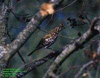 Chinese Thrush - Turdus mupinensis