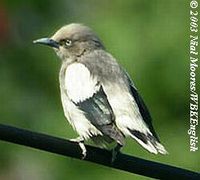 White-shouldered Starling - Sturnus sinensis