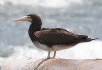 Brown Booby - Sula leucogaster