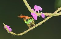 Rufous-crested Coquette (Lophornis delattrei) photo