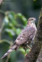 Crested Goshawk - Accipiter trivirgatus