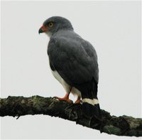 Semiplumbeous Hawk - Leucopternis semiplumbeus