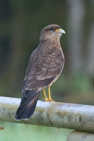 Chimango Caracara - Milvago chimango