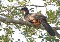 Chestnut-bellied Guan - Penelope ochrogaster