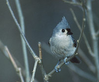 Tufted Titmouse (Baeolophus bicolor) photo