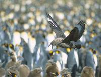 Brown Skua (Catharacta lonnbergi) photo