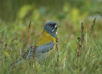 Gray-hooded Sierra-Finch (Phrygilus gayi) photo