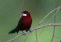 Silver-beaked Tanager (Ramphocelus carbo) photo