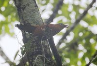 Black-bellied Cuckoo (Piaya melanogaster) photo