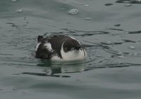 Marbled Murrelet - Brachyramphus marmoratus