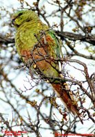 Austral Parakeet - Enicognathus ferrugineus