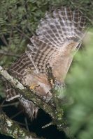 Rusty-barred Owl - Strix hylophila