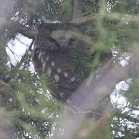 Northern Saw-whet Owl - Aegolius acadicus