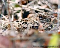 Puerto Rican Nightjar - Caprimulgus noctitherus