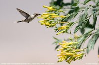 Oasis Hummingbird - Rhodopis vesper