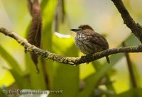 Lanceolated Monklet - Micromonacha lanceolata