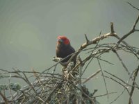 Red-faced Barbet - Lybius rubrifacies