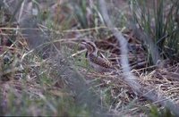 Eurasian Wryneck - Jynx torquilla