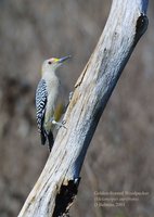 Golden-fronted Woodpecker - Melanerpes aurifrons