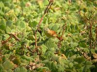 White-lored Spinetail - Synallaxis albilora