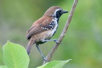 Rusty-backed Antwren - Formicivora rufa