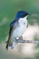 Chilean Swallow - Tachycineta meyeni