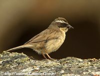 Brown Accentor - Prunella fulvescens