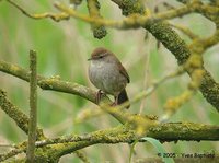 Cetti's Warbler - Cettia cetti