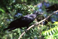 Fan-tailed Raven - Corvus rhipidurus