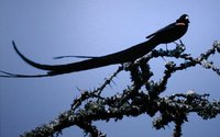 Long-tailed Widowbird - Euplectes progne