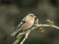 Chaffinch - Fringilla coelebs