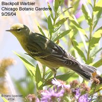 Blackpoll Warbler - Dendroica striata