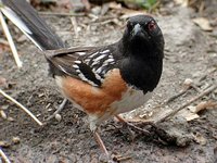 Spotted Towhee - Pipilo maculatus