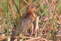 Boat-tailed Grackle - Quiscalus major