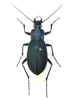 줄딱정벌레 - Leptocarabus ssp