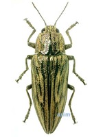 Chalcophora japonica - 소나무비단벌레