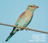 European Roller