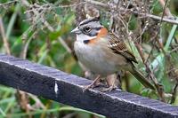 Chingolo Zonotrichia capensis Rufous-collared Sparrow