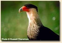 Crested Caracara head shot