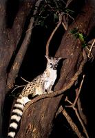 Genet Cat